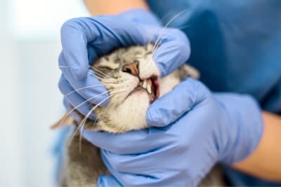 Tooth Resorption in Cats Tooth Resorption in Cats