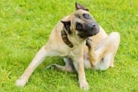 Importance of Parasite Control in Dogs Importance of Parasite Control in Dogs