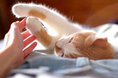 What To Do When Your Cat Is Limping What To Do When Your Cat Is Limping