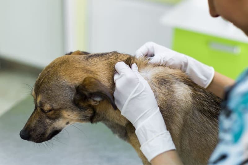 Melanoma in Dogs - Symptoms, Causes, & Treatments Melanoma in Dogs - Symptoms, Causes, & Treatments