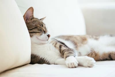 My Cat Sleeps Constantly: How Much Is Too Much & When Should I Worry? My Cat Sleeps Constantly: How Much Is Too Much & When Should I Worry?