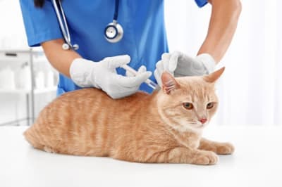 How often should you take a cat to the vet? How often should you take a cat to the vet?