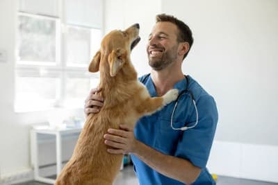 Can a vaccinated dog get rabies? Can a vaccinated dog get rabies?