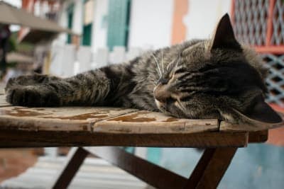 How to Tell if Your Cat Has Parvovirus Symptoms How to Tell if Your Cat Has Parvovirus Symptoms