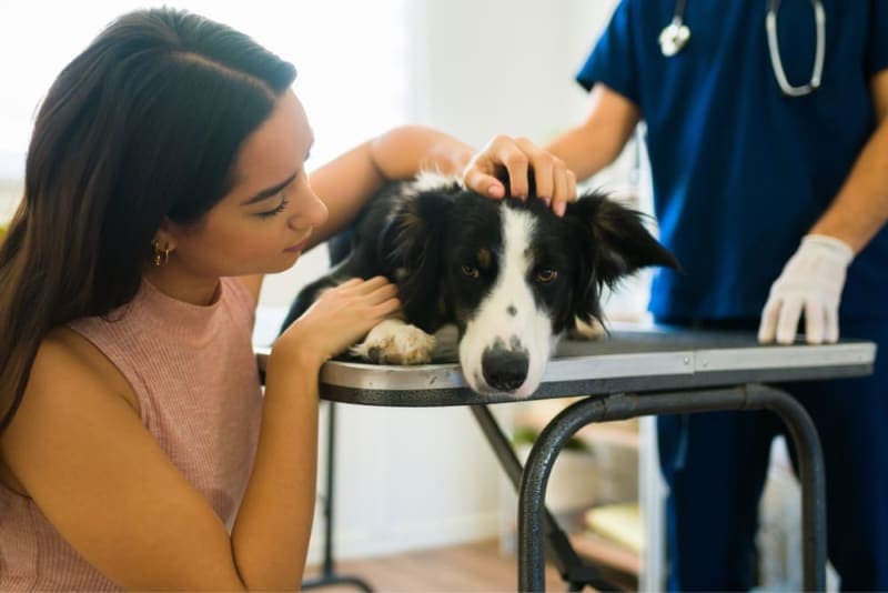 Bladder Infection in Dogs Bladder Infection in Dogs