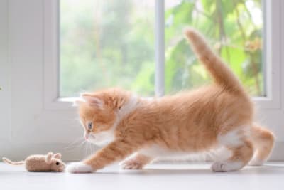 How to Take Care of a Kitten: Complete Guide How to Take Care of a Kitten: Complete Guide