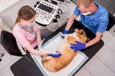C-Section for Dogs: Everything You Should Know C-Section for Dogs: Everything You Should Know
