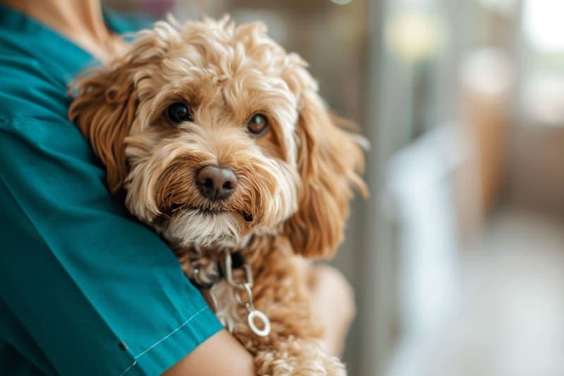 What to Do About Diarrhea in Dogs What to Do About Diarrhea in Dogs