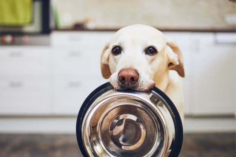 Why does my dog eat everything? Why does my dog eat everything?