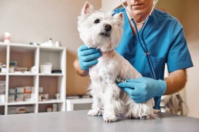 How often do you take a dog to the vet? How often do you take a dog to the vet?
