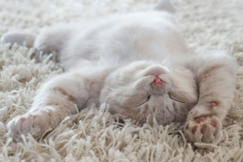 Probiotics For Cats Probiotics For Cats