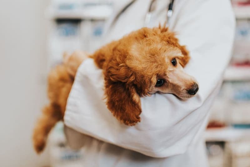 Hookworm in Dogs: Signs, Treatment & Prevention Hookworm in Dogs: Signs, Treatment & Prevention