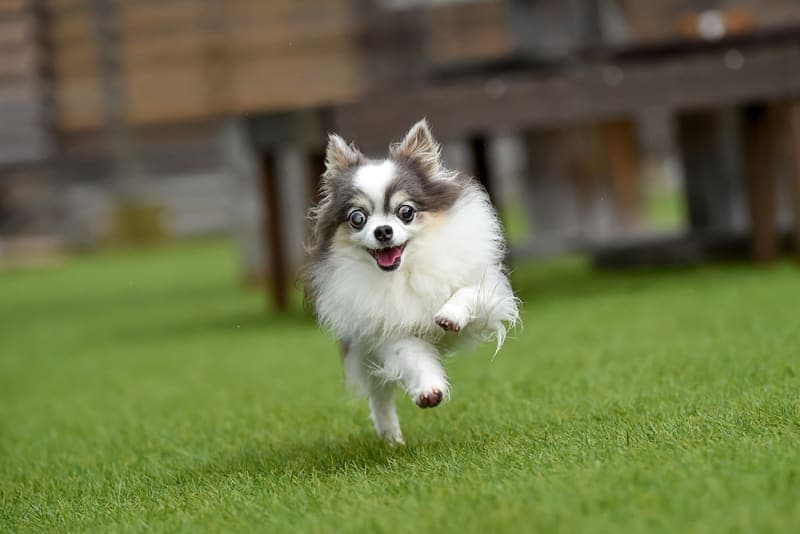 Comprehensive Guide to Cataract Surgery for Dogs Comprehensive Guide to Cataract Surgery for Dogs