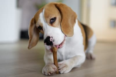 Best Food for Canines Dental Health Best Food for Canines Dental Health