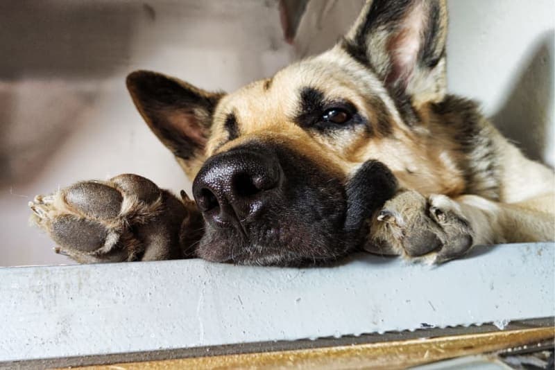 Why is my dog limping & how can I help them? Why is my dog limping & how can I help them?