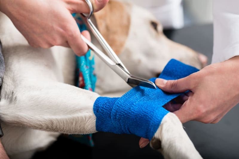 Dog Wound Care & Healing Stages Dog Wound Care & Healing Stages