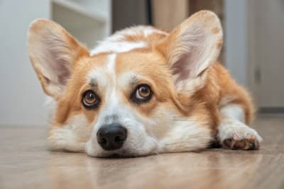 The Most Common Dog Illnesses: Symptoms & Treatments The Most Common Dog Illnesses: Symptoms & Treatments