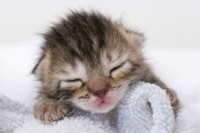 Newborn Kittens: When Do Baby Kittens Open Their Eyes? Newborn Kittens: When Do Baby Kittens Open Their Eyes?