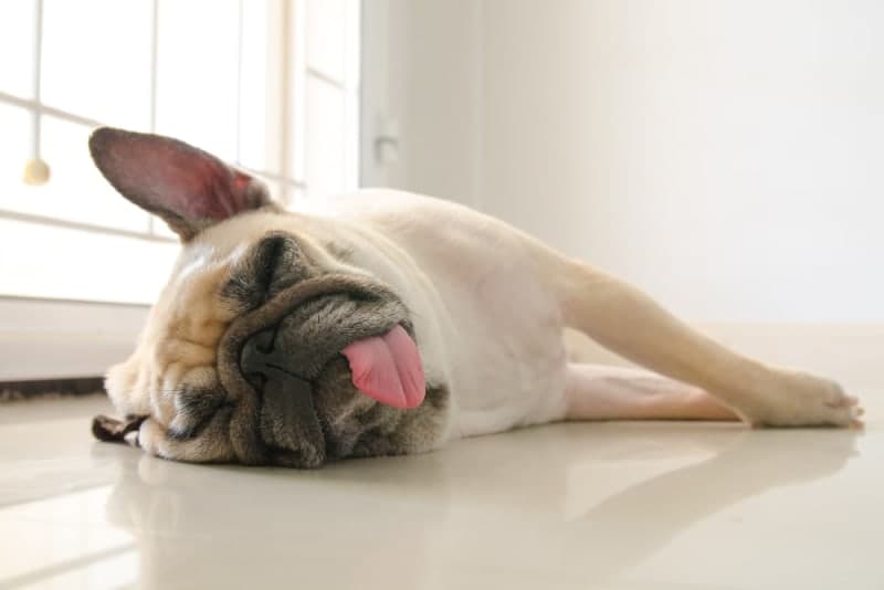 What to Do if Your Dog Collapses or Passes Out What to Do if Your Dog Collapses or Passes Out