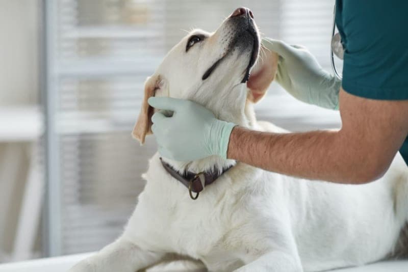 Hookworms in Dogs Hookworms in Dogs