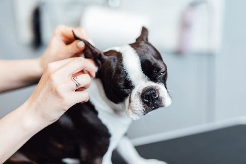 How to Spot Ear Infections in Dogs How to Spot Ear Infections in Dogs