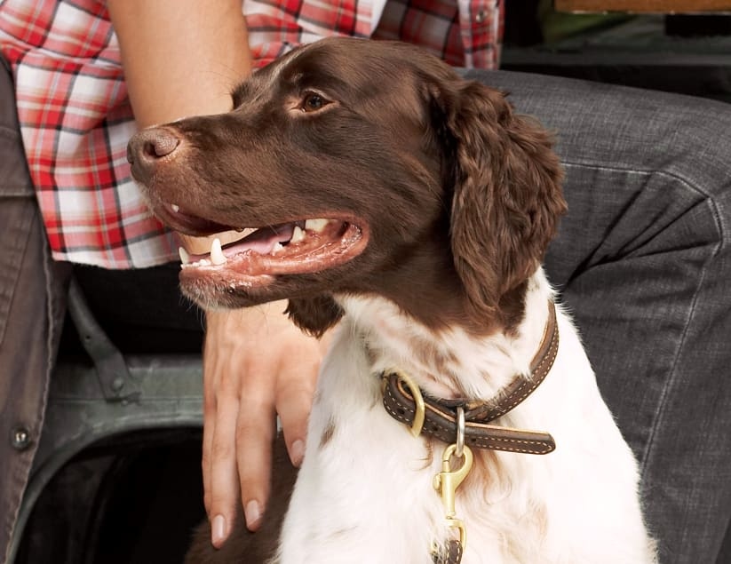 Crossroads Animal Clinic Hero Image Crossroads Animal Clinic Hero Image