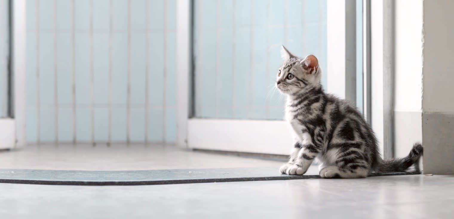 Palmyra Animal Clinic Hero Image Palmyra Animal Clinic Hero Image