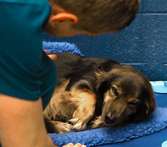 Sharon Lakes Animal Hospital Hero Image Sharon Lakes Animal Hospital Hero Image