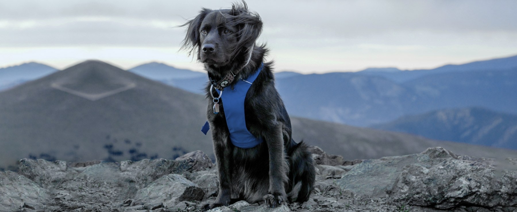 Meadow Vista Veterinary Clinic Hero Image Meadow Vista Veterinary Clinic Hero Image