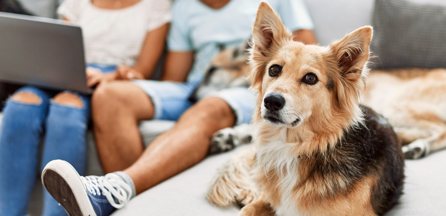 Welcome to Voorhees Veterinary Center Hero Image Welcome to Voorhees Veterinary Center Hero Image