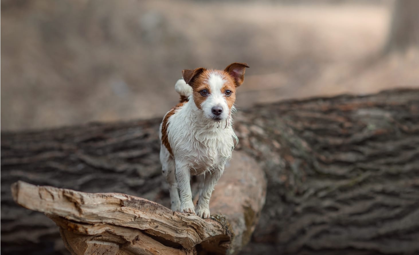 Animal Health Services Hero Image Animal Health Services Hero Image