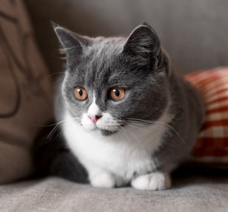 Western Veterinary Hospital Hero Image Western Veterinary Hospital Hero Image