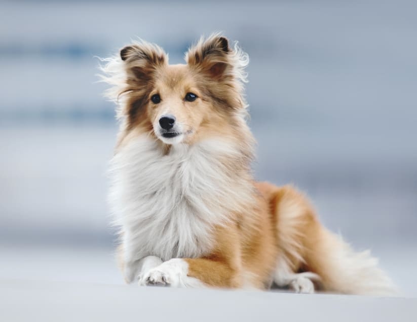 Welcome to All Bay Animal Hospital in Concord! Hero Image Welcome to All Bay Animal Hospital in Concord! Hero Image