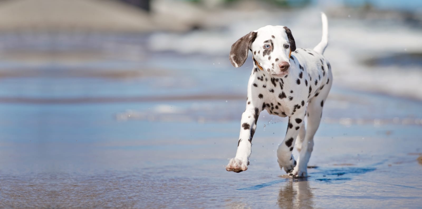 Paddock Park Animal Care Center Hero Image Paddock Park Animal Care Center Hero Image