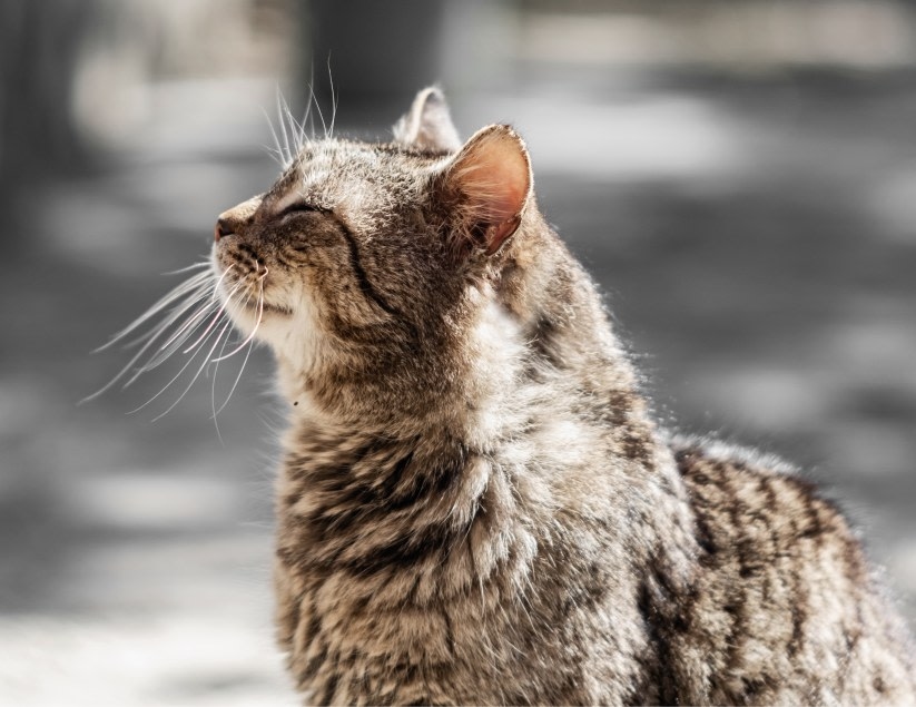 Welcome to Saline County Animal Clinic in Benton! Hero Image Welcome to Saline County Animal Clinic in Benton! Hero Image