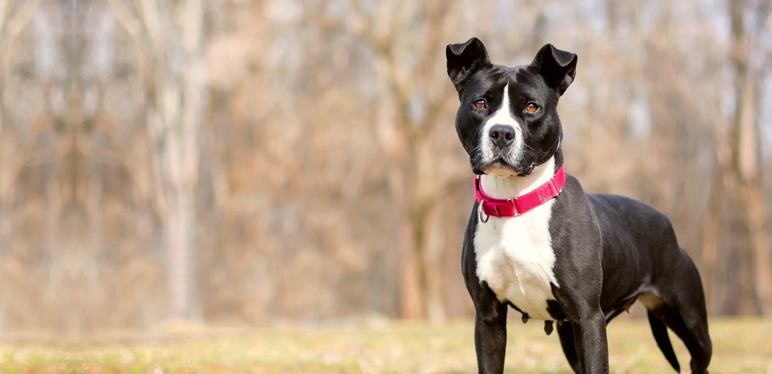 Paws and Claws Veterinary Hospital Hero Image Paws and Claws Veterinary Hospital Hero Image