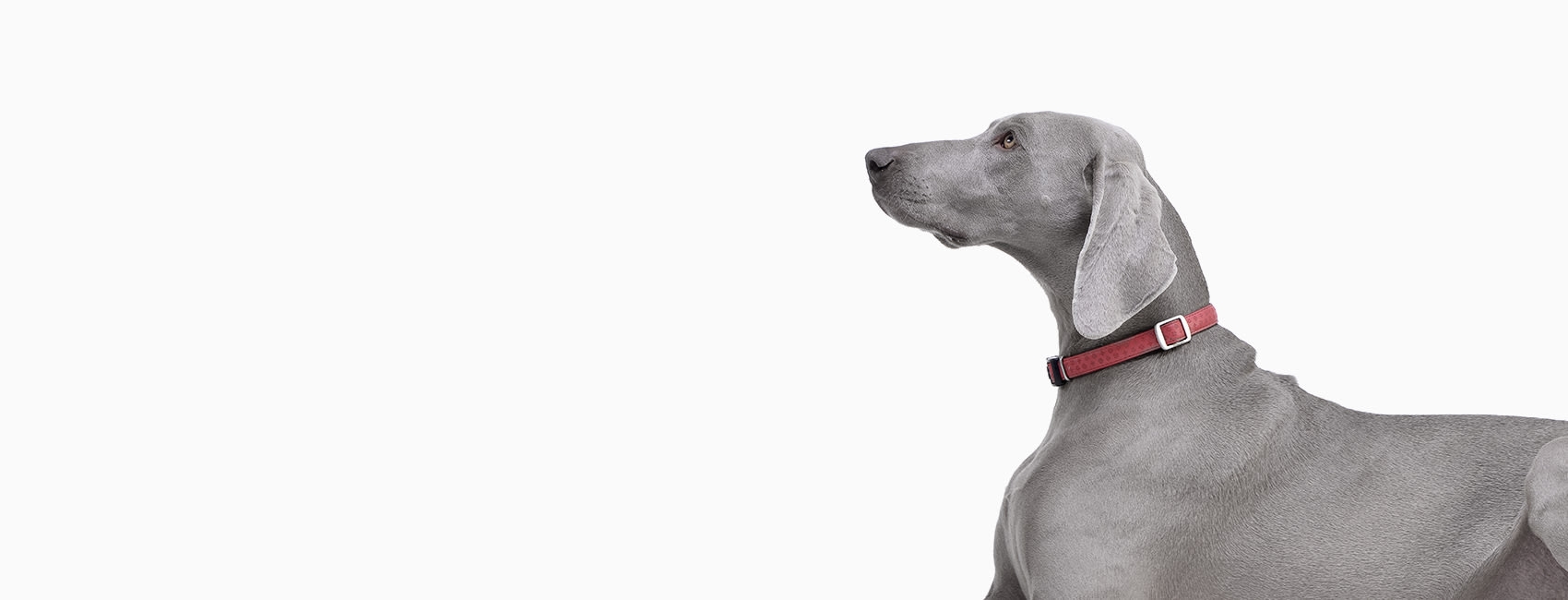 Brogli, Lane, Weaver & Alexander Animal Hospital Hero Image Brogli, Lane, Weaver & Alexander Animal Hospital Hero Image