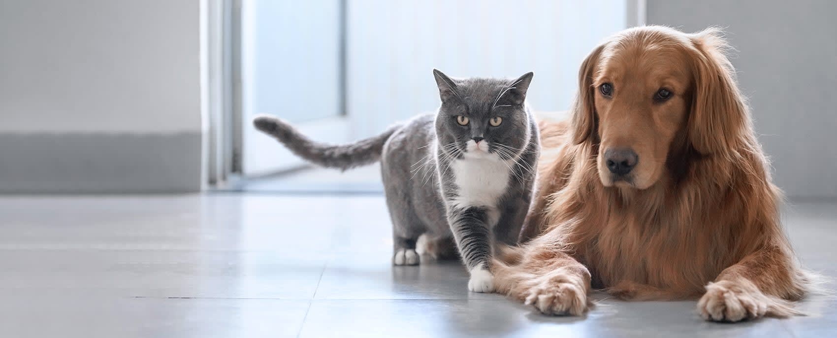 Godspeed Animal Care Hero Image Godspeed Animal Care Hero Image