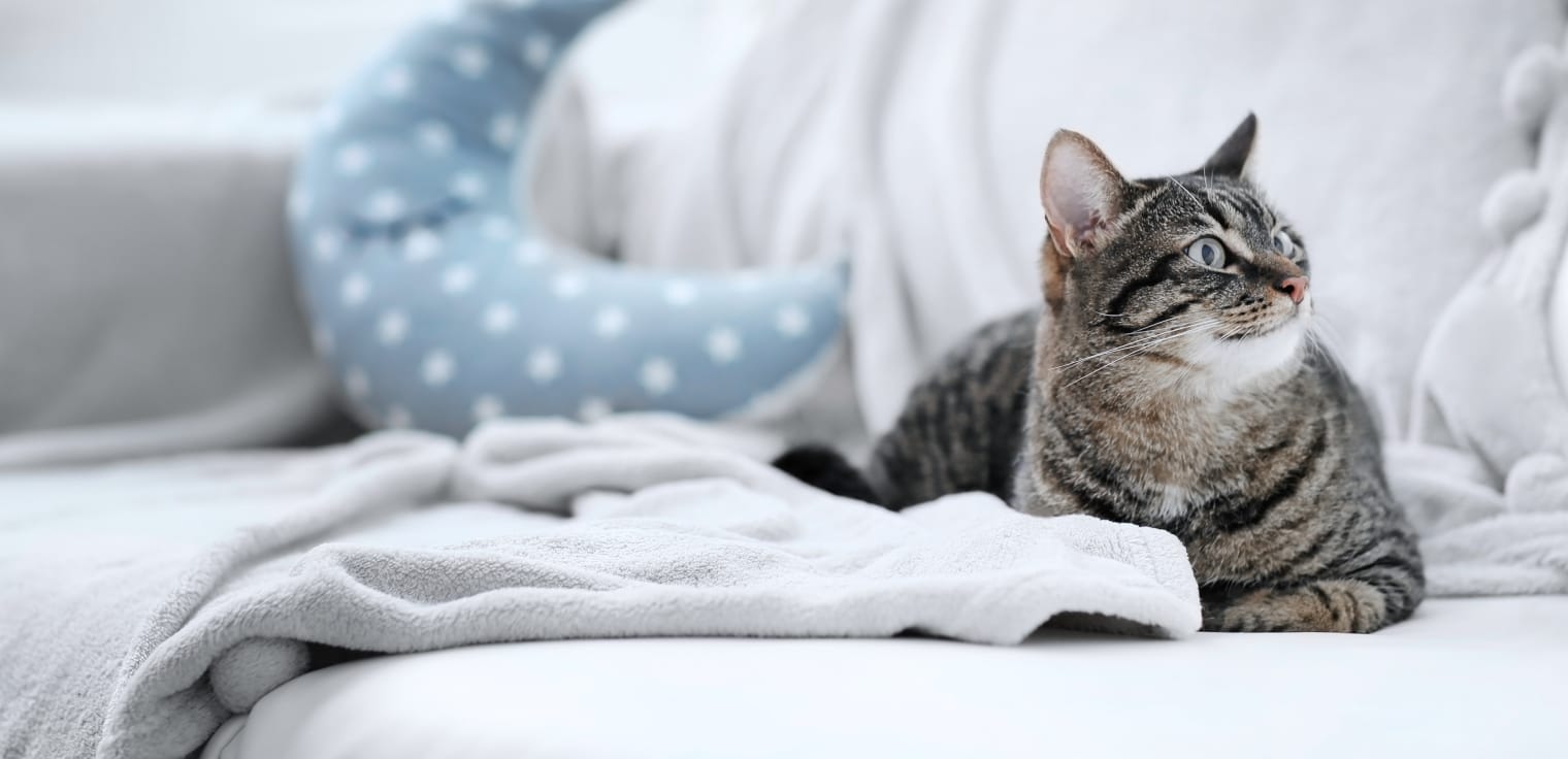 Pine Grove Animal Clinic Hero Image Pine Grove Animal Clinic Hero Image