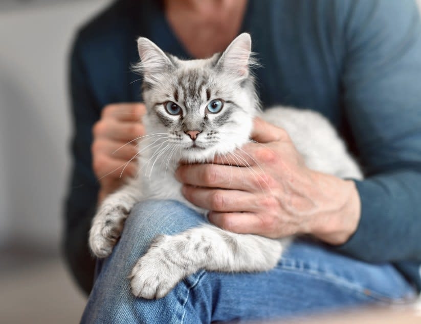 Animal Hospital in Vienna, VA Hero Image Animal Hospital in Vienna, VA Hero Image