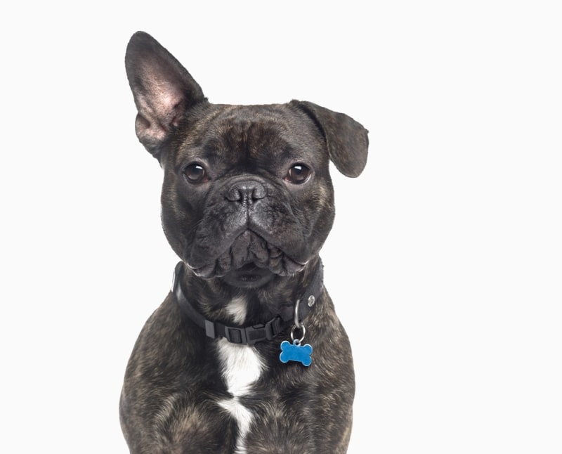 Eastham Veterinary Hospital Hero Image Eastham Veterinary Hospital Hero Image