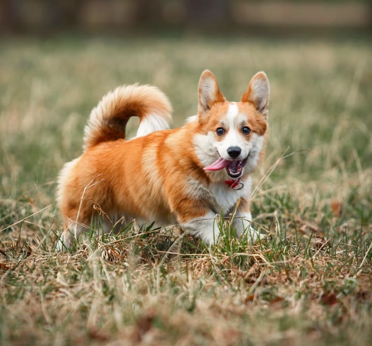 Bear Valley Animal Hospital Hero Image Bear Valley Animal Hospital Hero Image