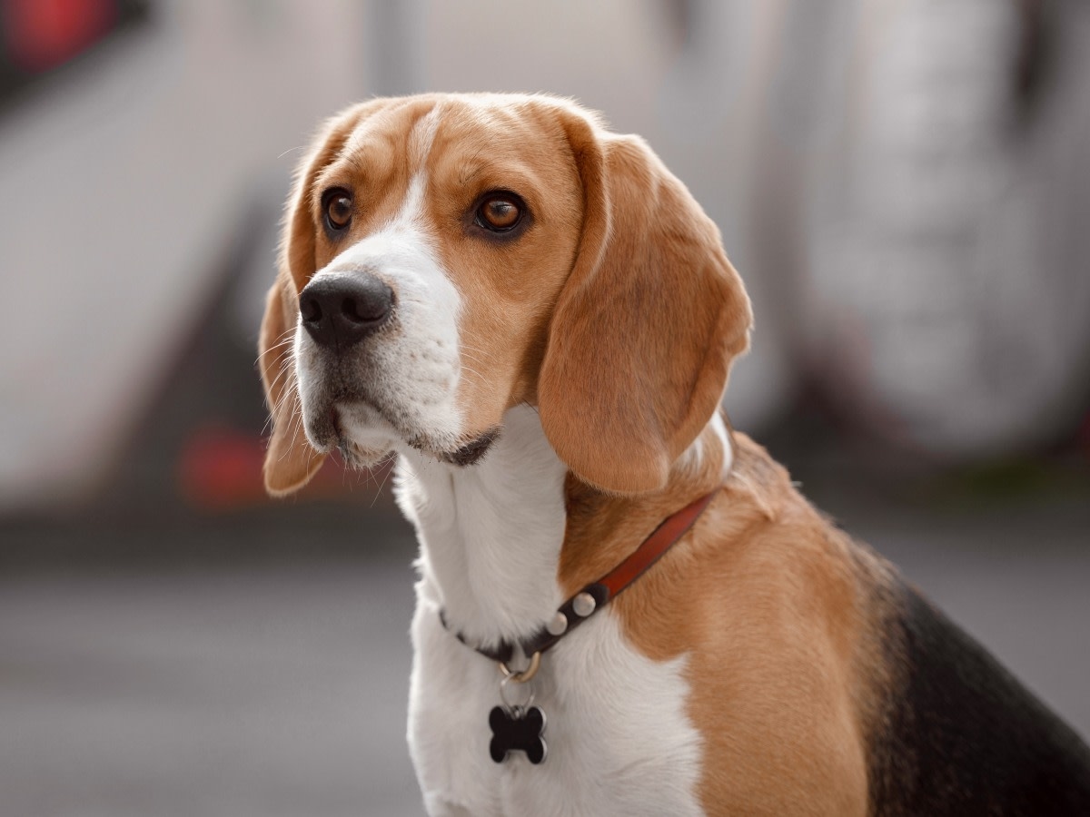 Nolana Animal Hospital Hero Image Nolana Animal Hospital Hero Image