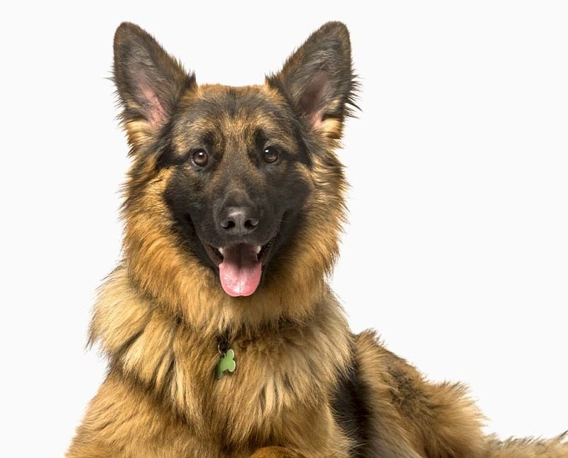 Kearny Mesa Veterinary Center Hero Image Kearny Mesa Veterinary Center Hero Image