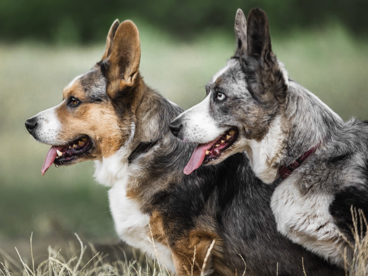 Welcome to The Animal Medical Center of Fort Oglethorpe Hero Image Welcome to The Animal Medical Center of Fort Oglethorpe Hero Image