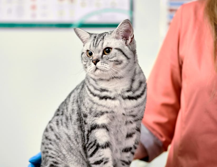 Northeast Veterinary Referral Hospital in Plains Hero Image Northeast Veterinary Referral Hospital in Plains Hero Image