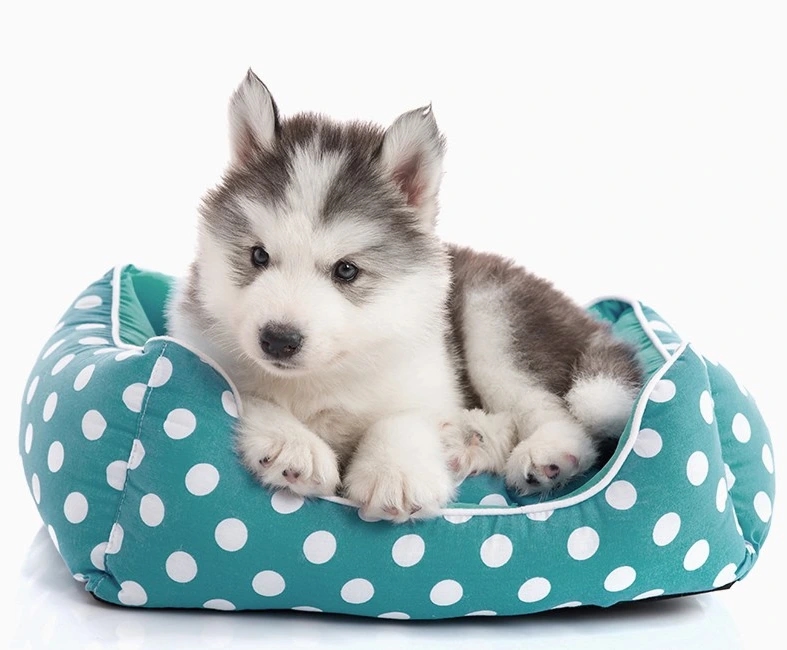 Shatto Veterinary Center Hero Image Shatto Veterinary Center Hero Image