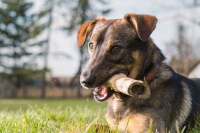 Broken Jaws in Dogs: Causes & Treatments Broken Jaws in Dogs: Causes & Treatments