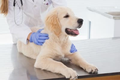 Getting Your Dog Fixed: When & What to Know Getting Your Dog Fixed: When & What to Know