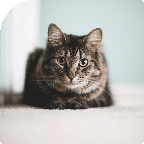 Cate image Cate image